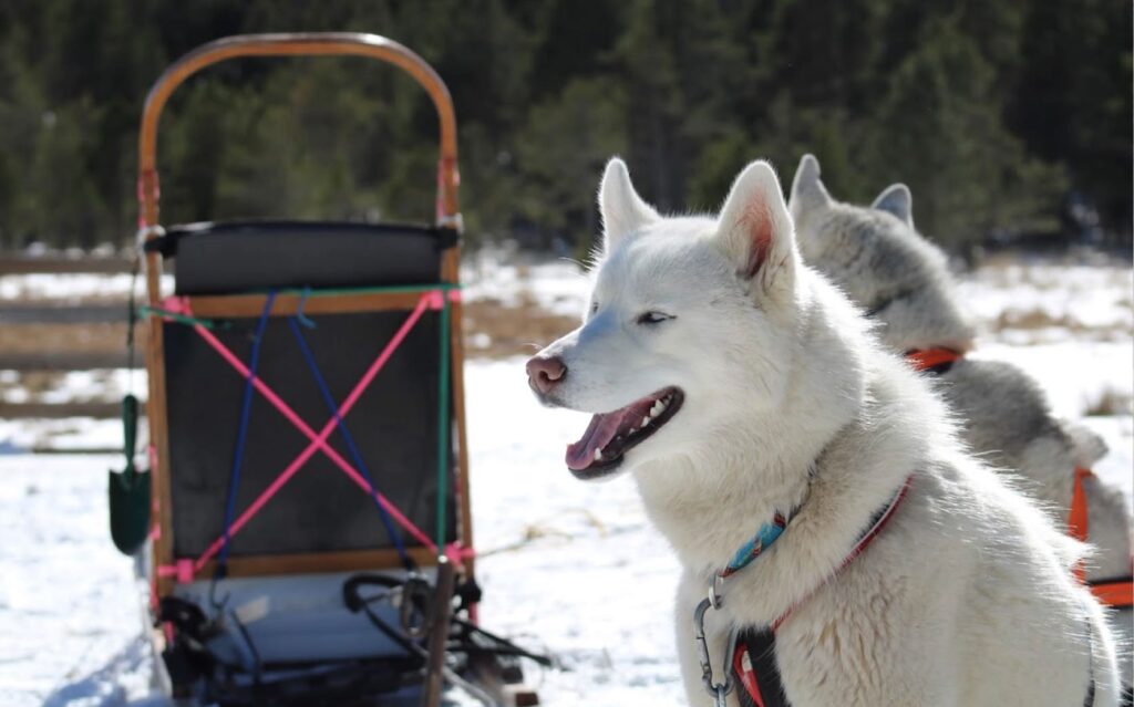 Les compagnons de la neige